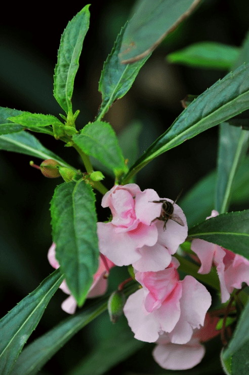 香港六宝